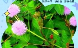 含羞草的栽种常识