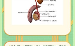 男人如何科学有效提高性功能？