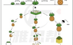 雅思作文如何论证农业发展？