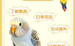 鹦鹉如何科学饲养与环境布置？