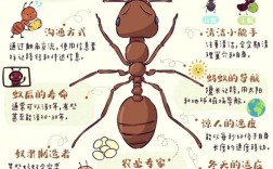 蚂蚁的生活常识有哪些？