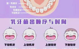 幼儿园长牙齿常识