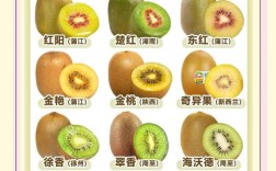 猕猴桃有哪些功效与常识？