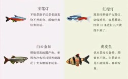 小型热带鱼该怎么养才好？