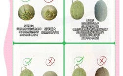 哈密瓜小常识有哪些实用技巧？