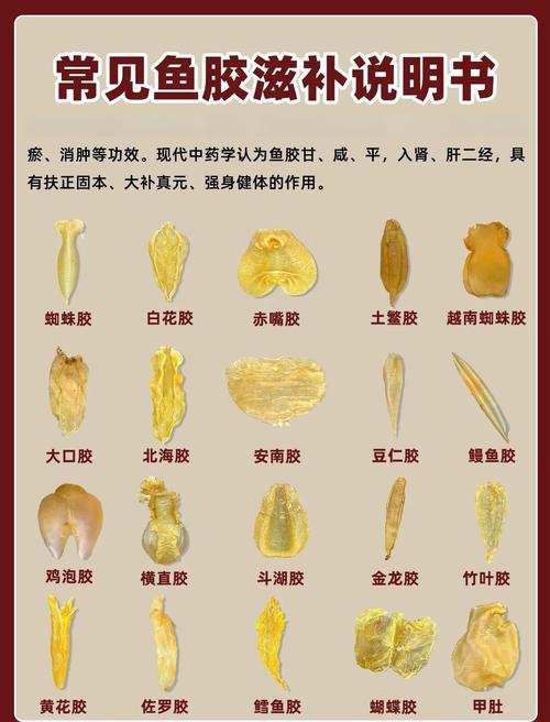 关于鱼胶的一些常识