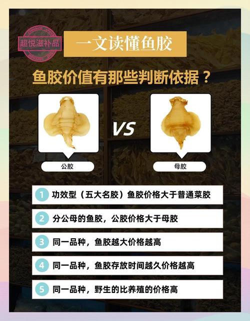 关于鱼胶的一些常识