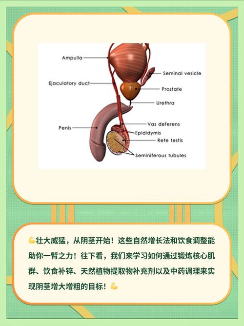 男人提高性功能的小常识