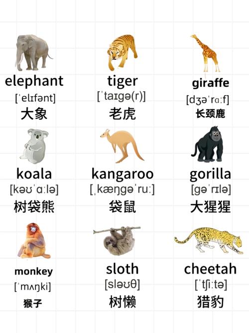 animal英语口语