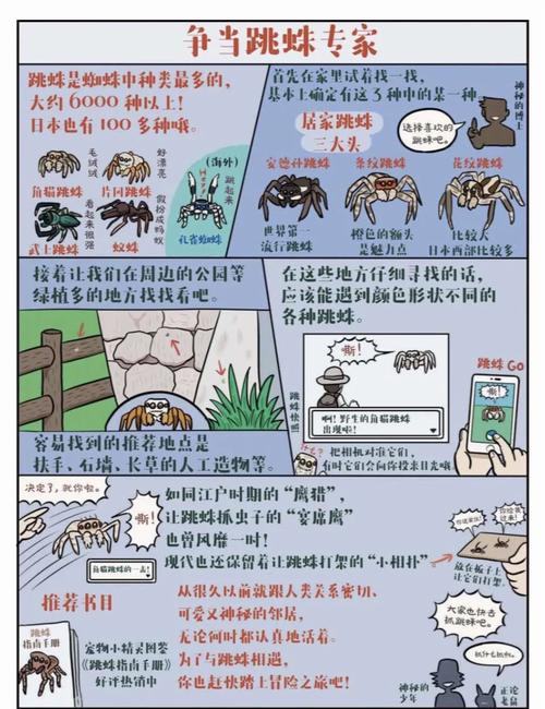 蜘蛛安全教育设计