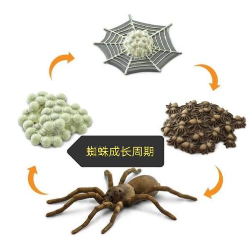 蜘蛛安全教育设计