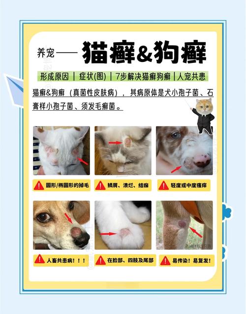 给宠物看病的基本常识