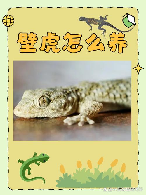 小壁虎的生活特点及常识