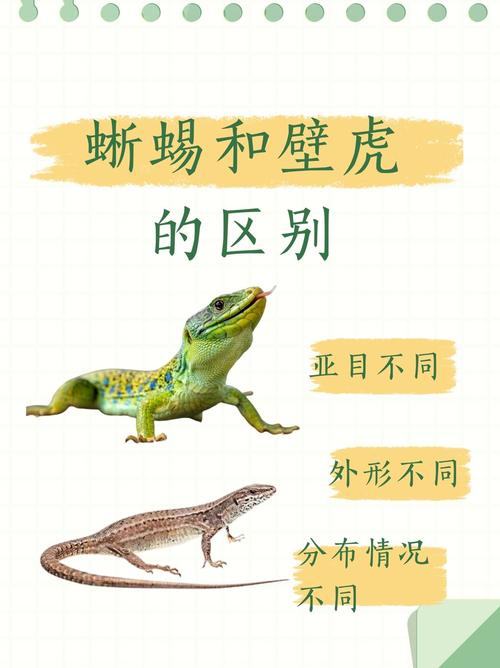 小壁虎的生活特点及常识