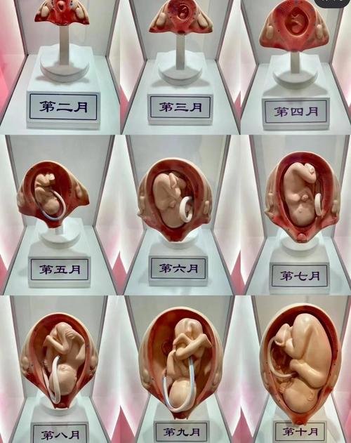 20周有常识看男女吗