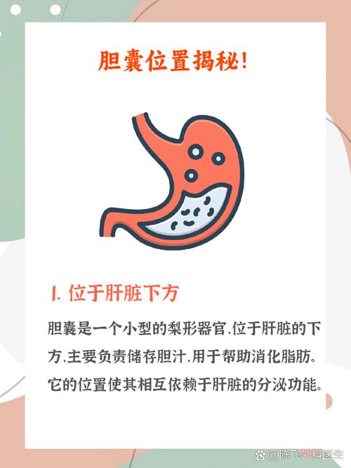 艾问常识纪小龙讲胆囊