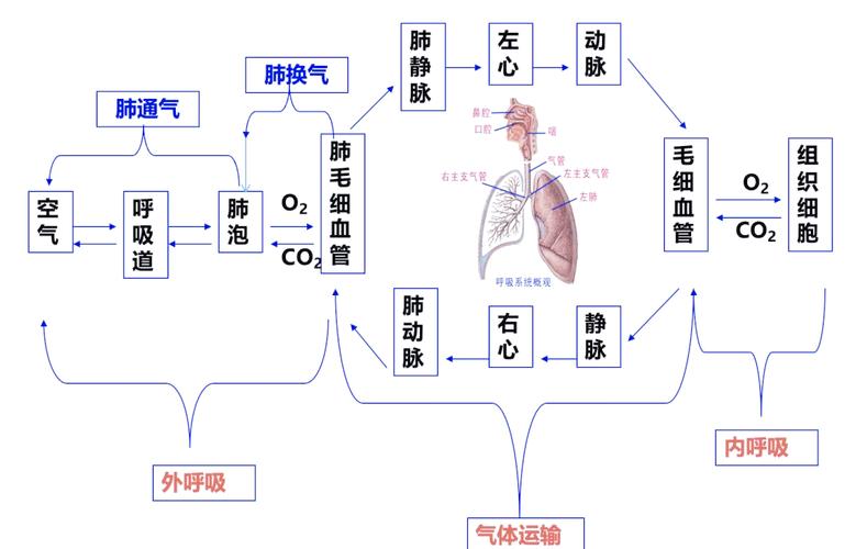 呼吸方面的生理学常识