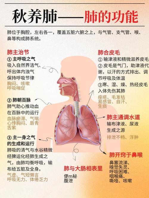 呼吸方面的生理学常识