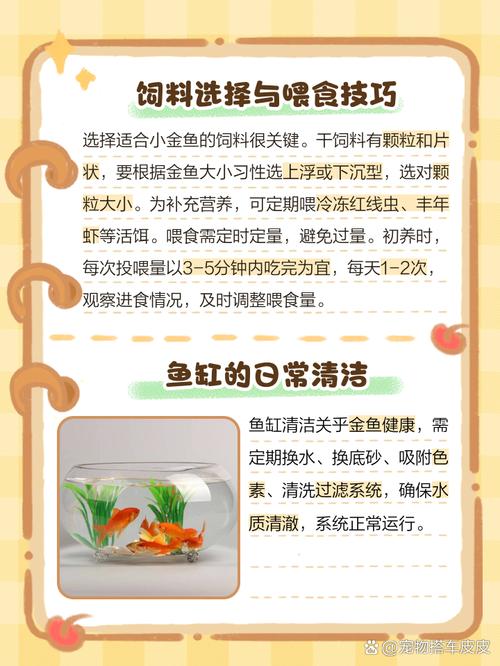 小的观赏鱼养殖常识