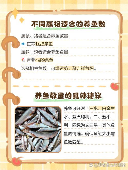 小的观赏鱼养殖常识