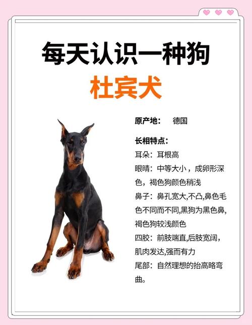 杜宾训练口语，杜宾训练口语怎么样