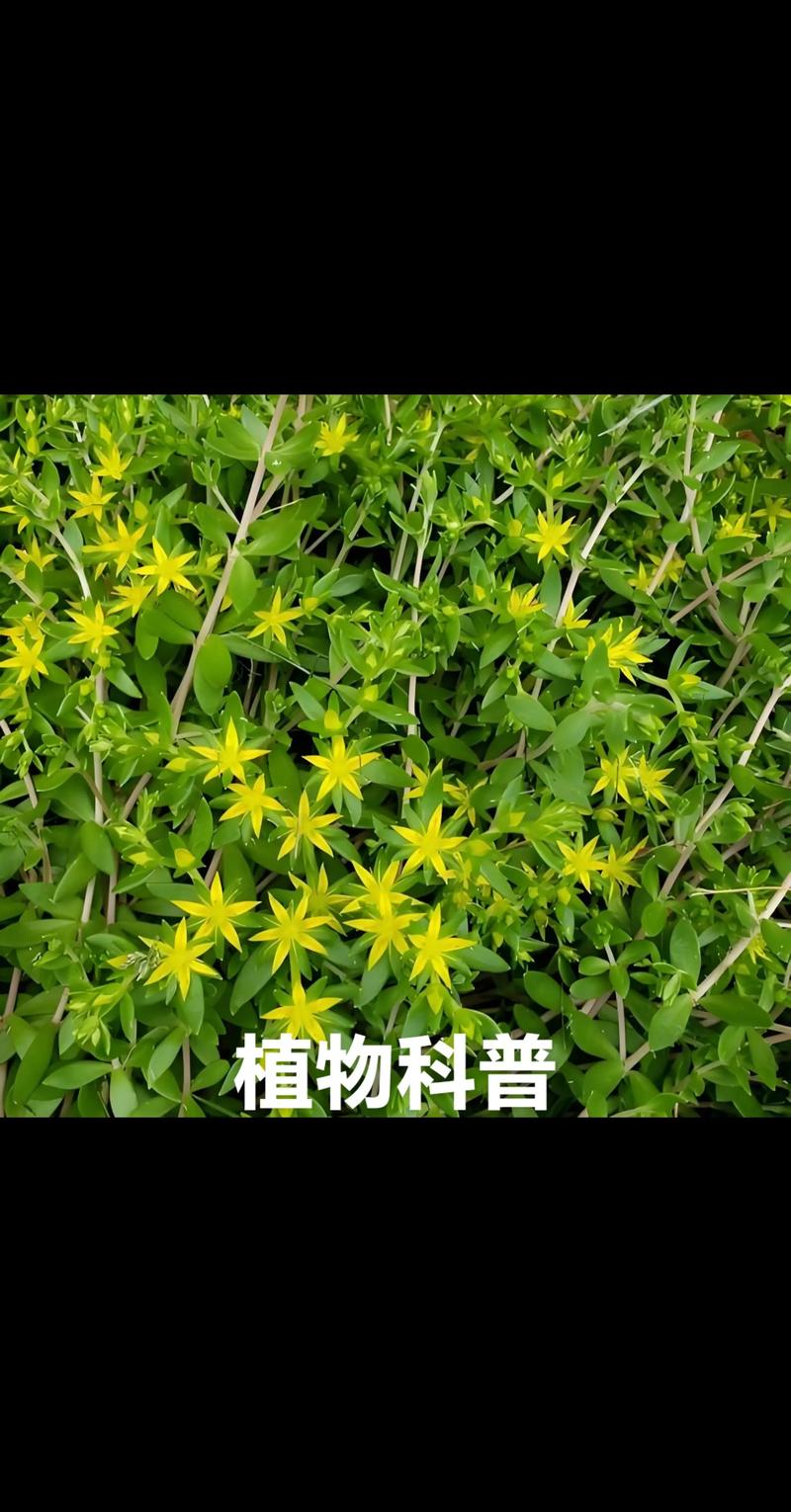 雅思口语 part2 植物,雅思口语植物话题