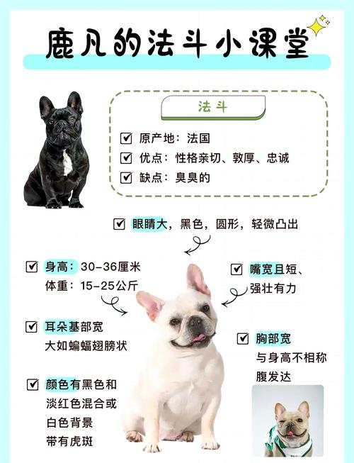法国斗牛犬耳朵护理常识