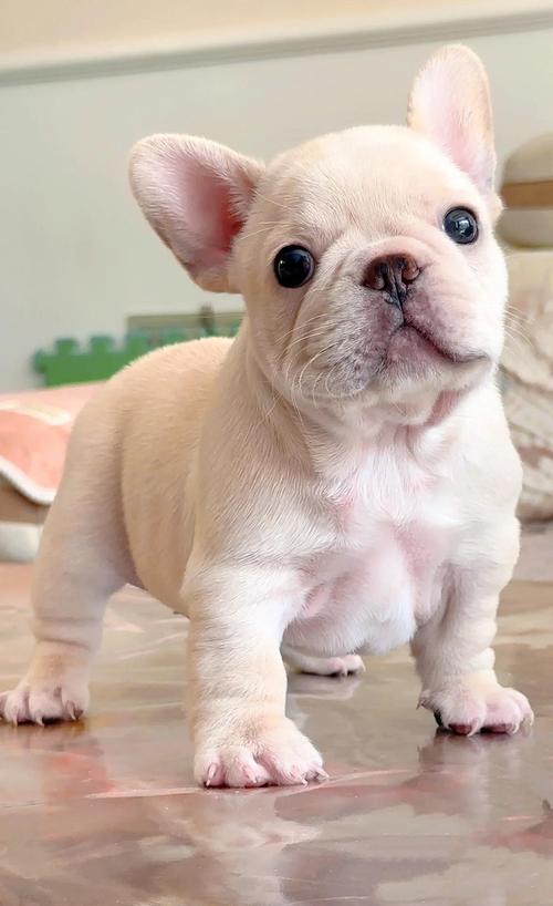 法国斗牛犬耳朵护理常识