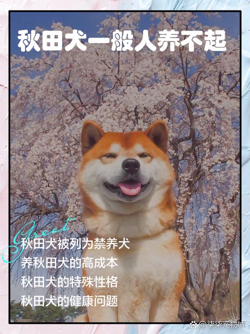 成年秋田犬喂养的小常识