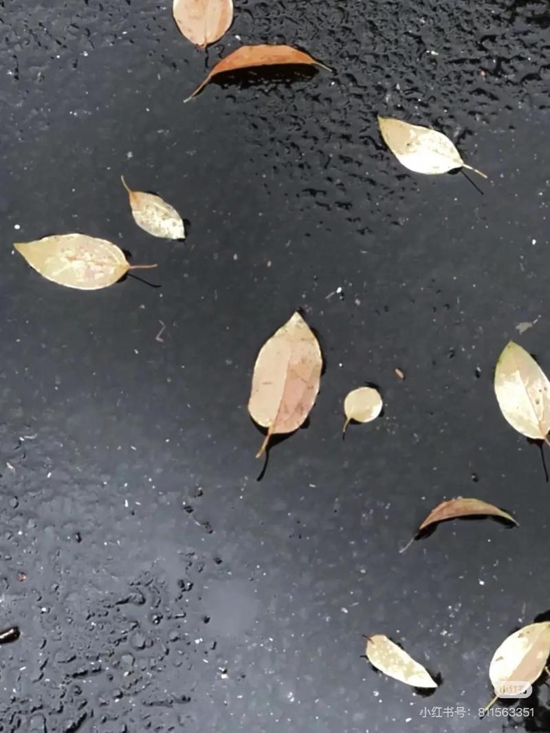 rainyday口语，rainy days雅思口语