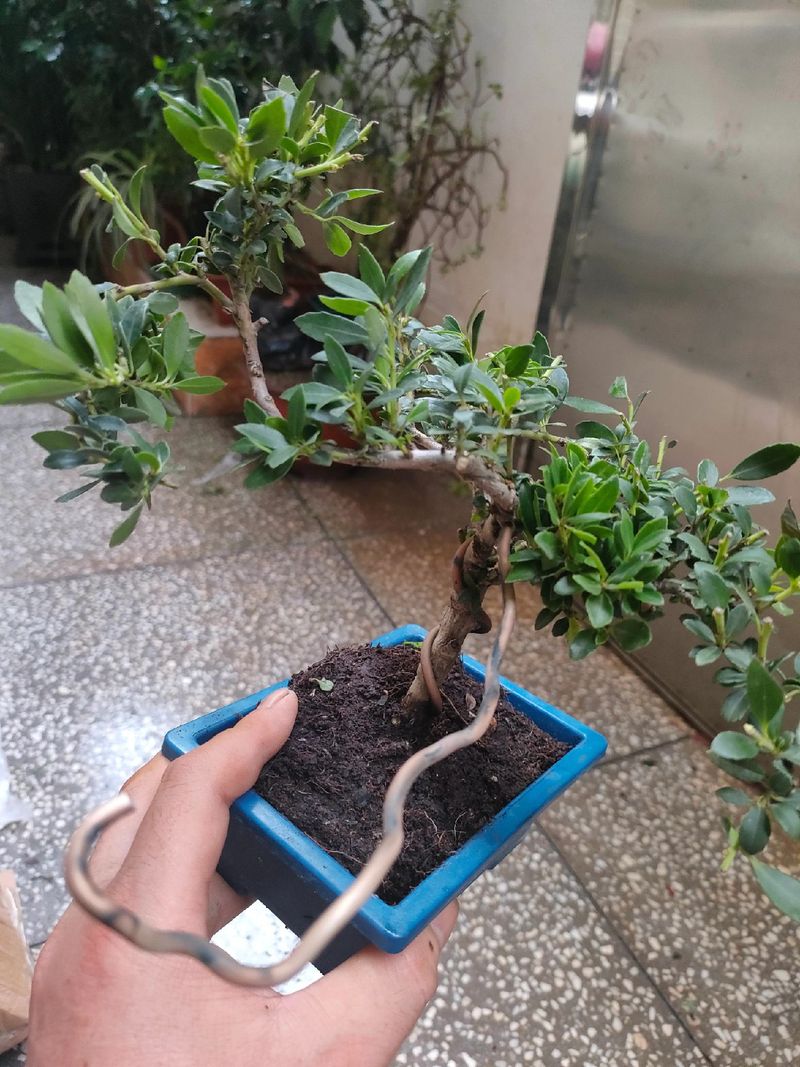 米叶冬青的相关常识