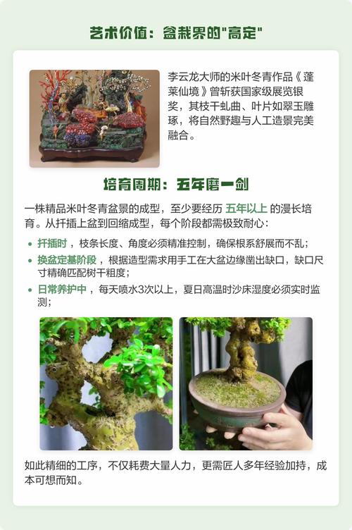 米叶冬青的相关常识