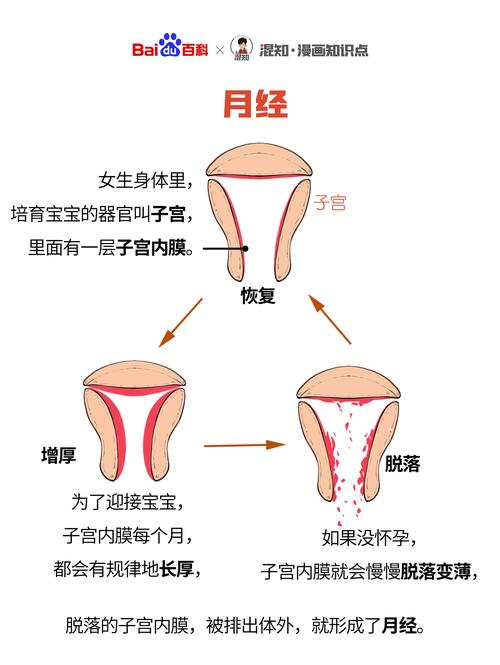 关于月经常识的照片