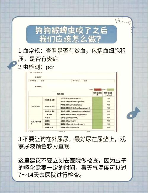 关于狗狗咬了的常识