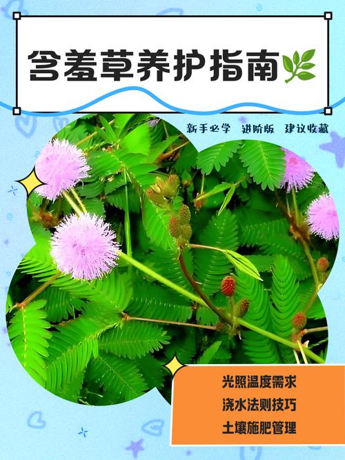 含羞草的栽种常识