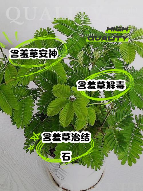 含羞草的栽种常识