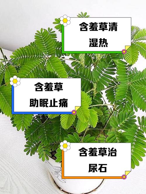 含羞草的栽种常识