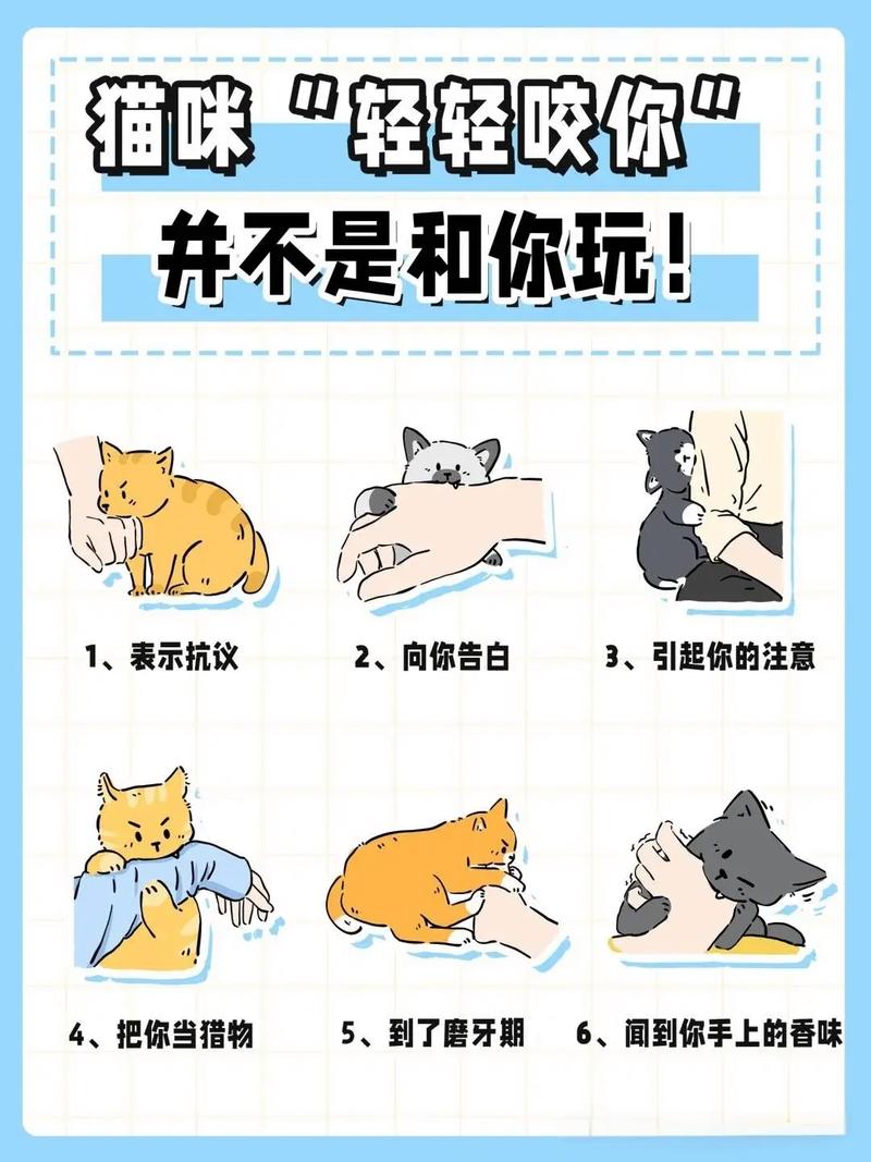 宠新手养宠知识常识