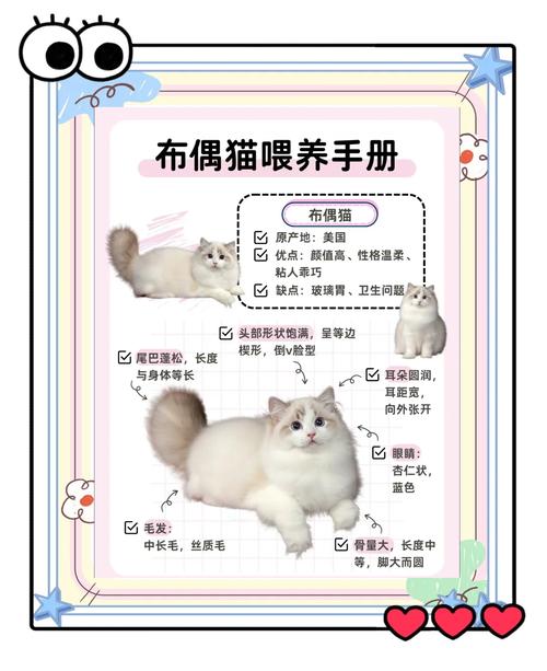 宠新手养宠知识常识