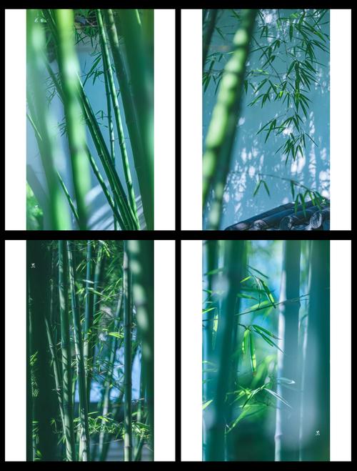 雅思口语 植物 竹子