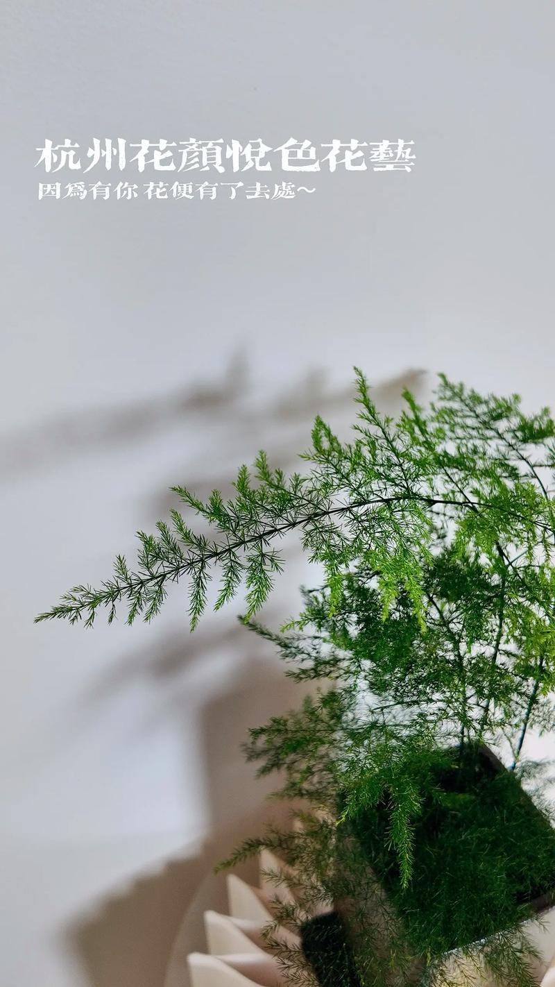 雅思口语 植物 竹子