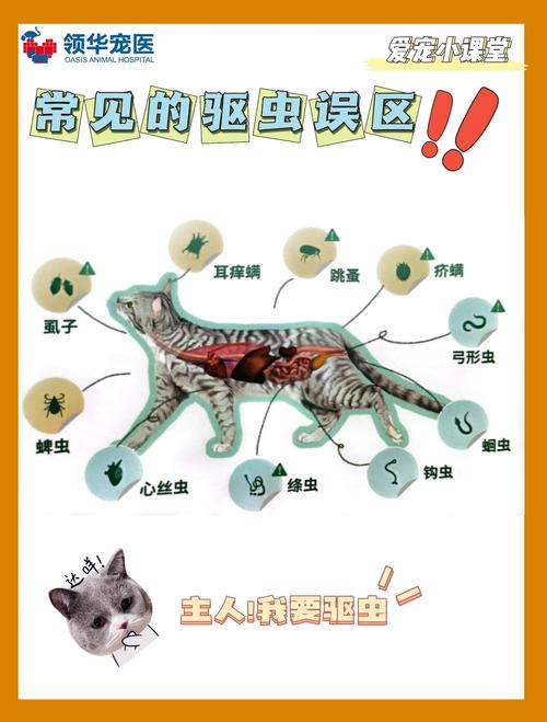 驱猫的生活小常识