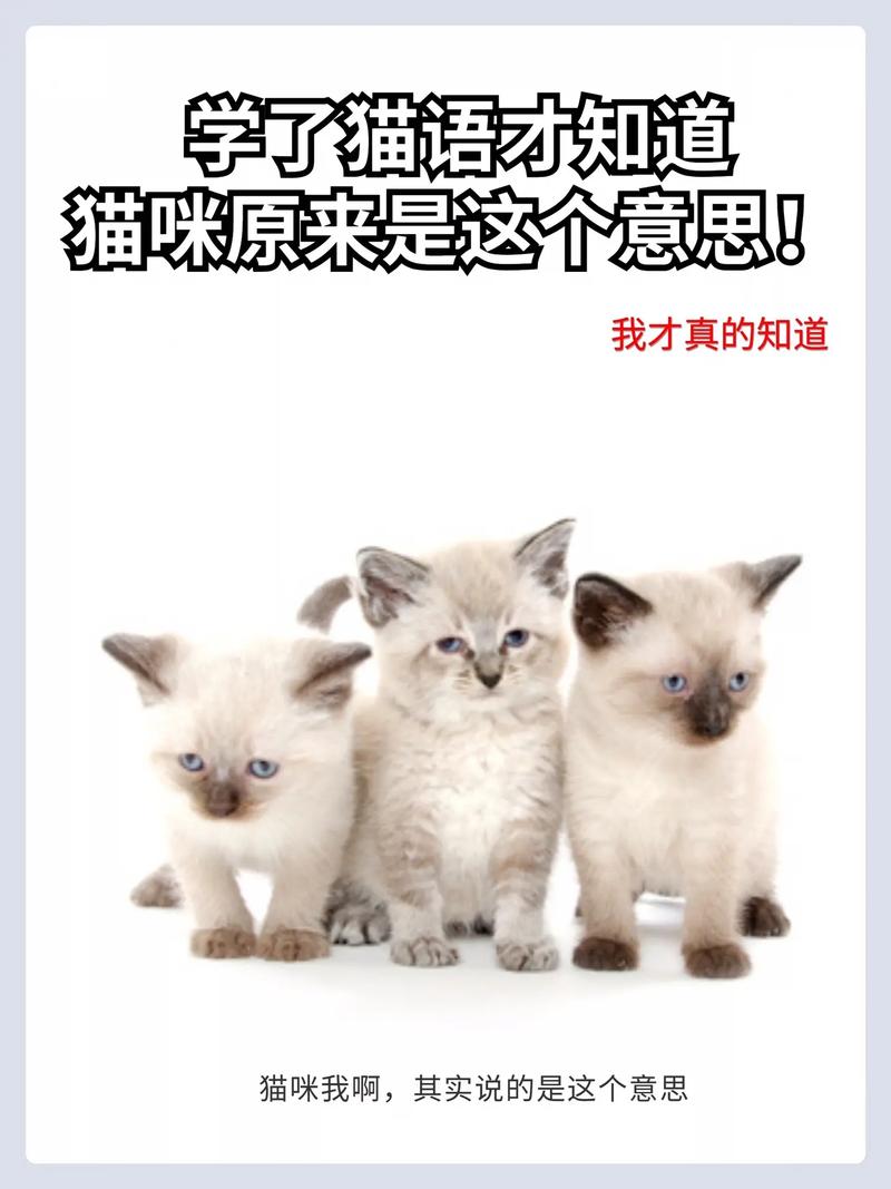 口语说猫，猫猫口语