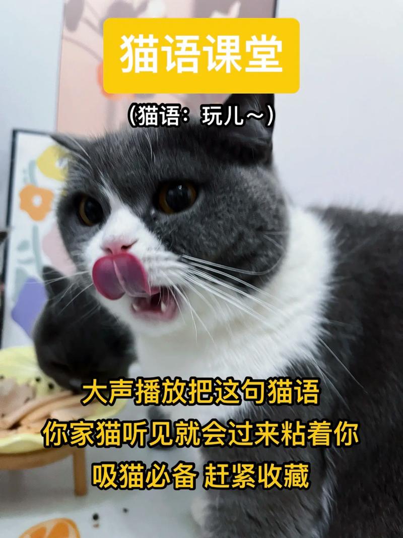 口语说猫，猫猫口语