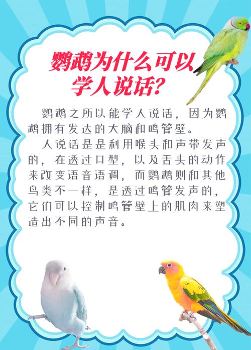 鸟的口语,鸟的口语交际