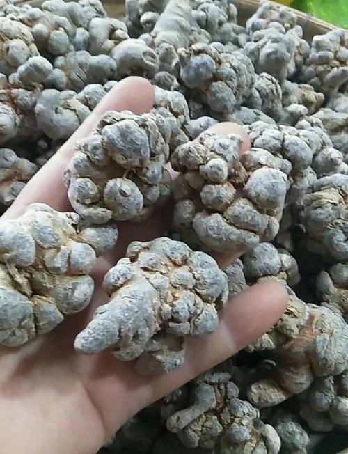 吃三七粉的常识视频