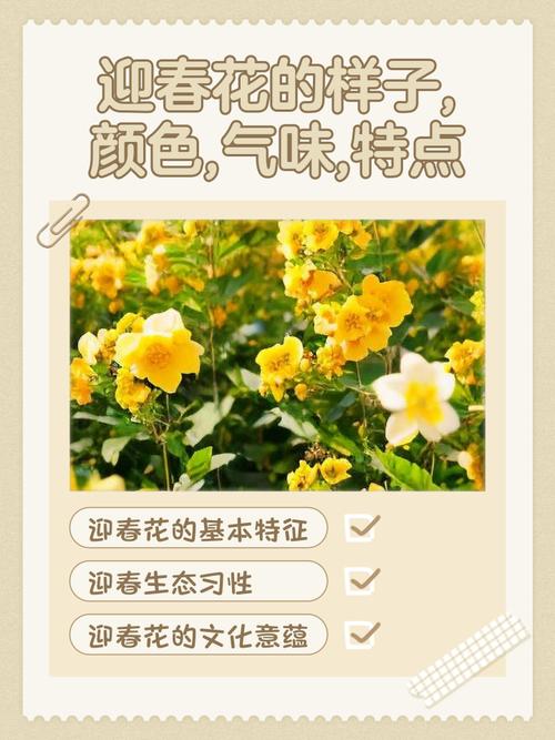 的著陈常识春花管理