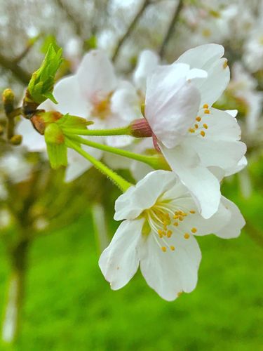 的著陈常识春花管理
