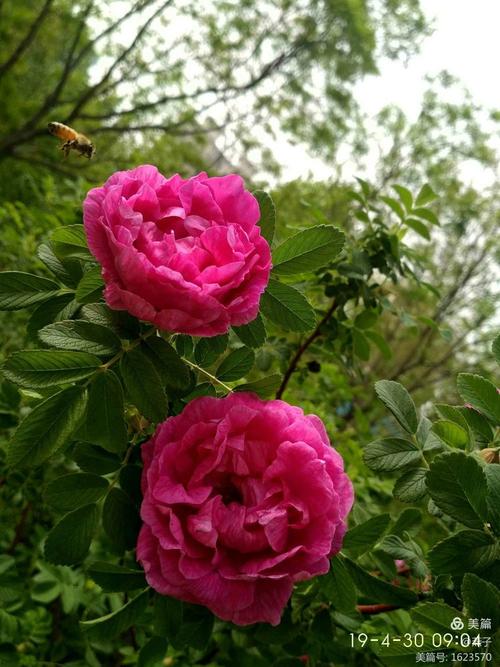 的著陈常识春花管理