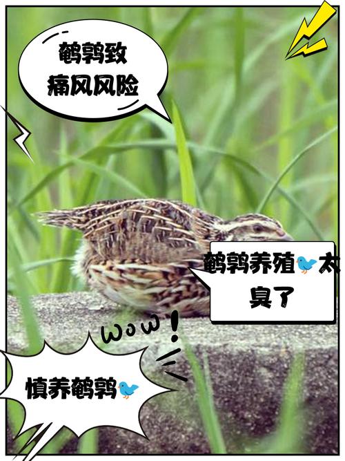 养殖鹌鹑最基本常识